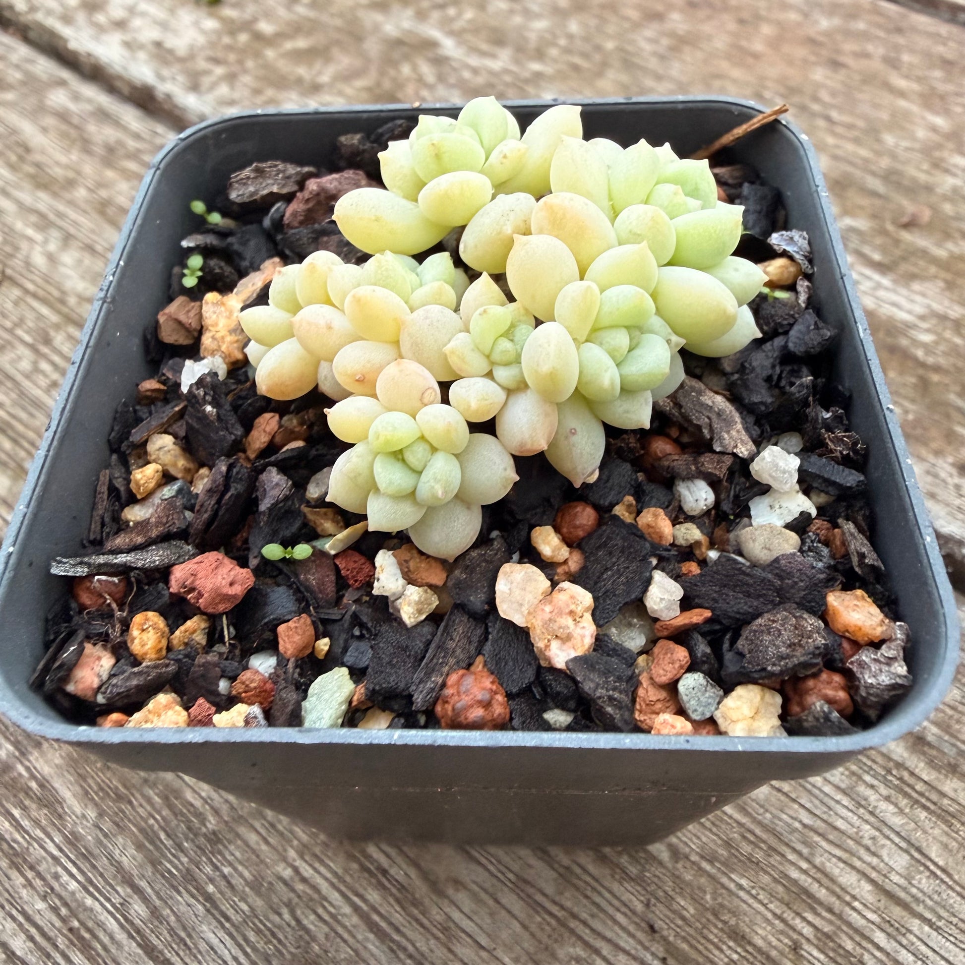 bubblegum plant succulent 2605 Graptoveria Bubble Gum – Bella Succulent Garden
