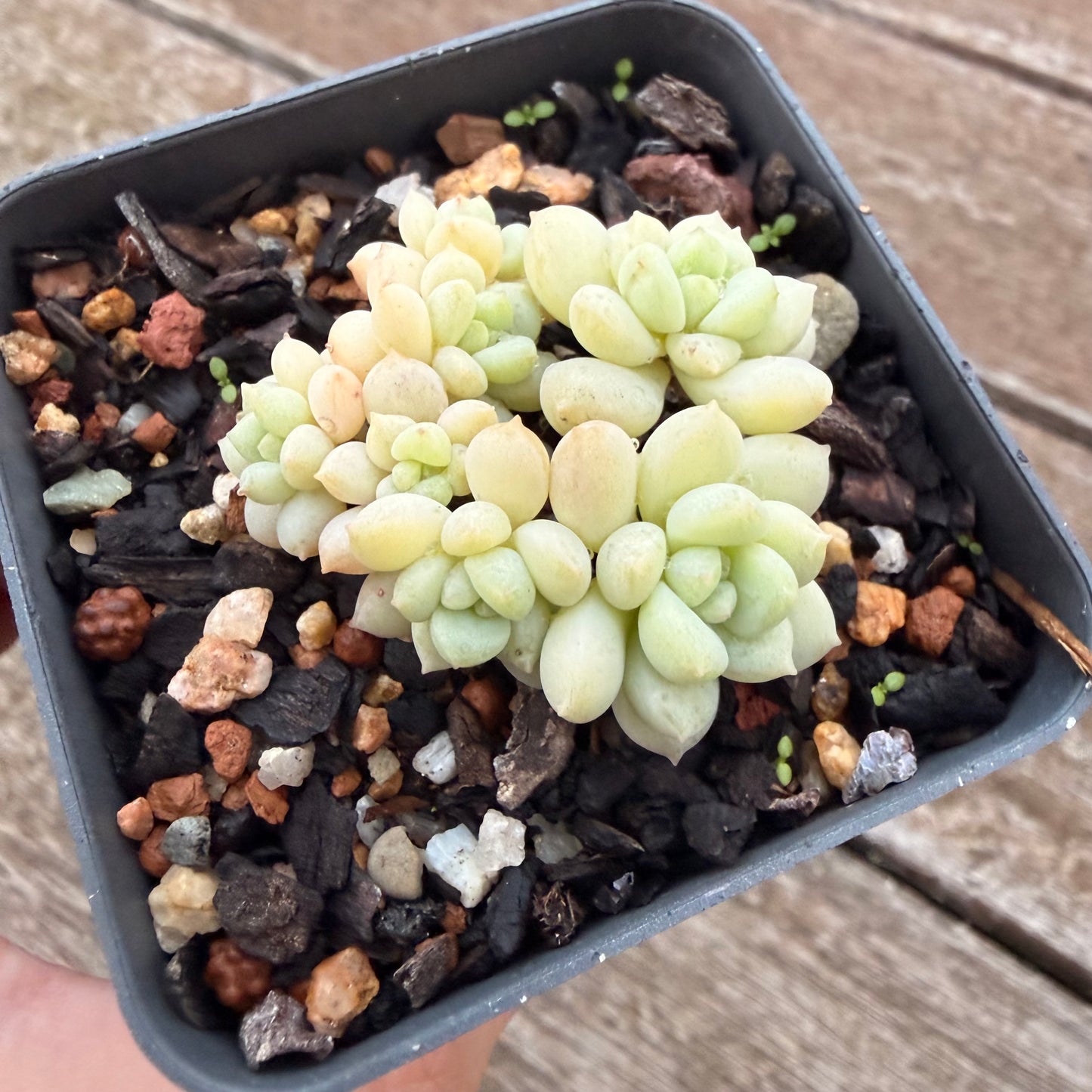2605 Graptoveria Bubble Gum
