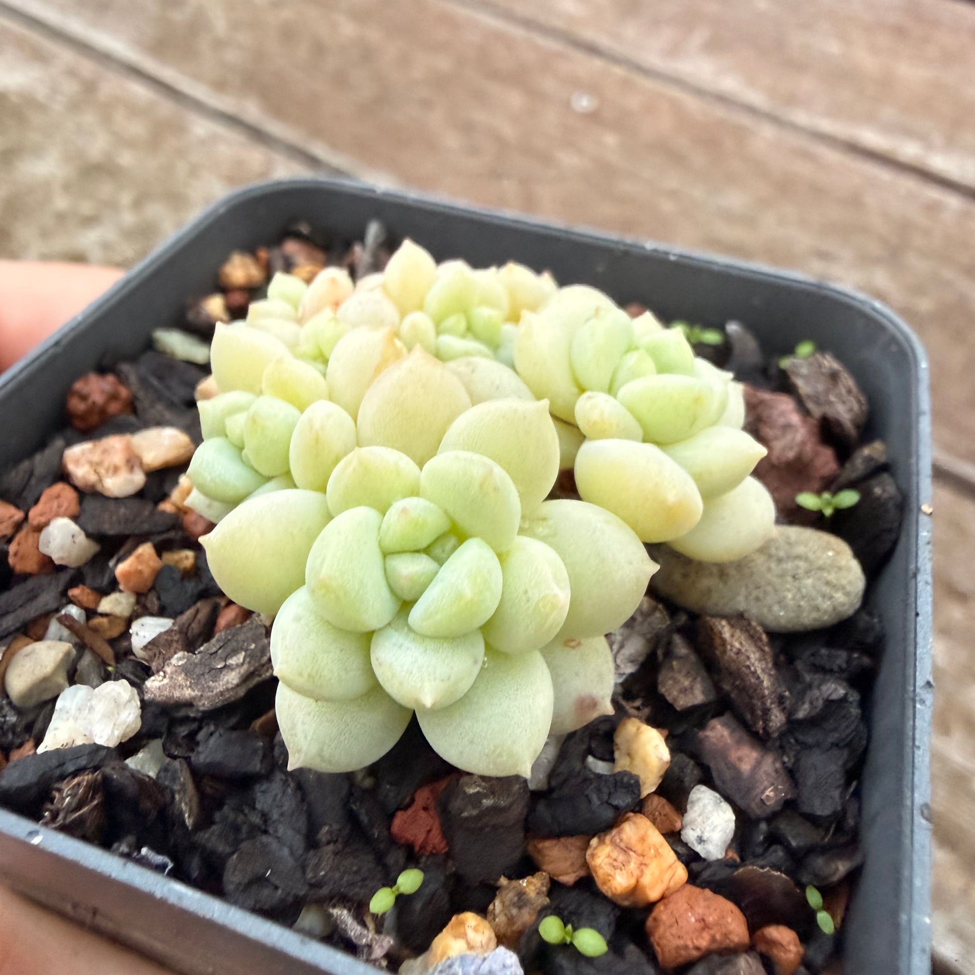 bubble succulents 2605 Graptoveria Bubble Gum – Bella Succulent Garden