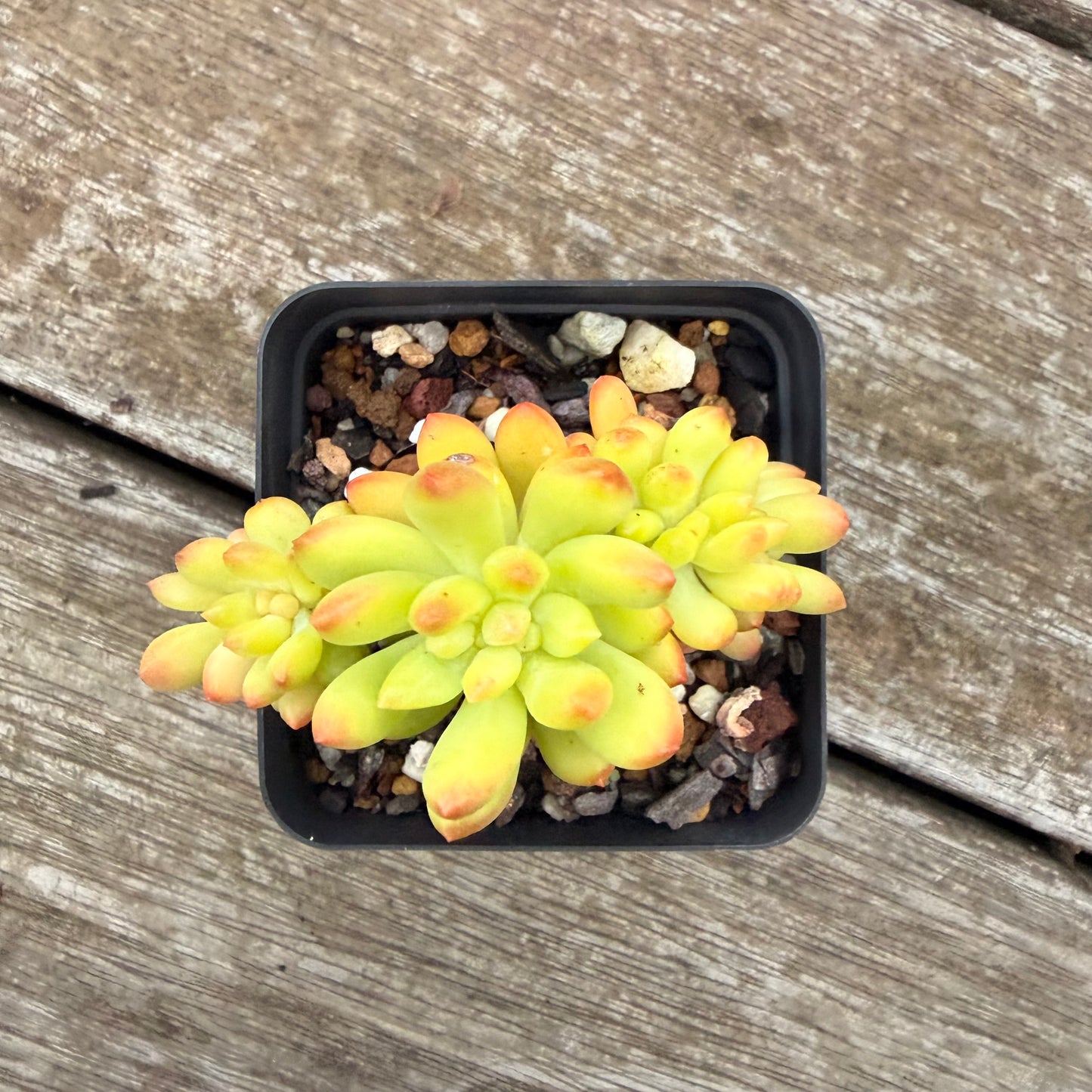 2605 Sedum Corynephyllum Crested