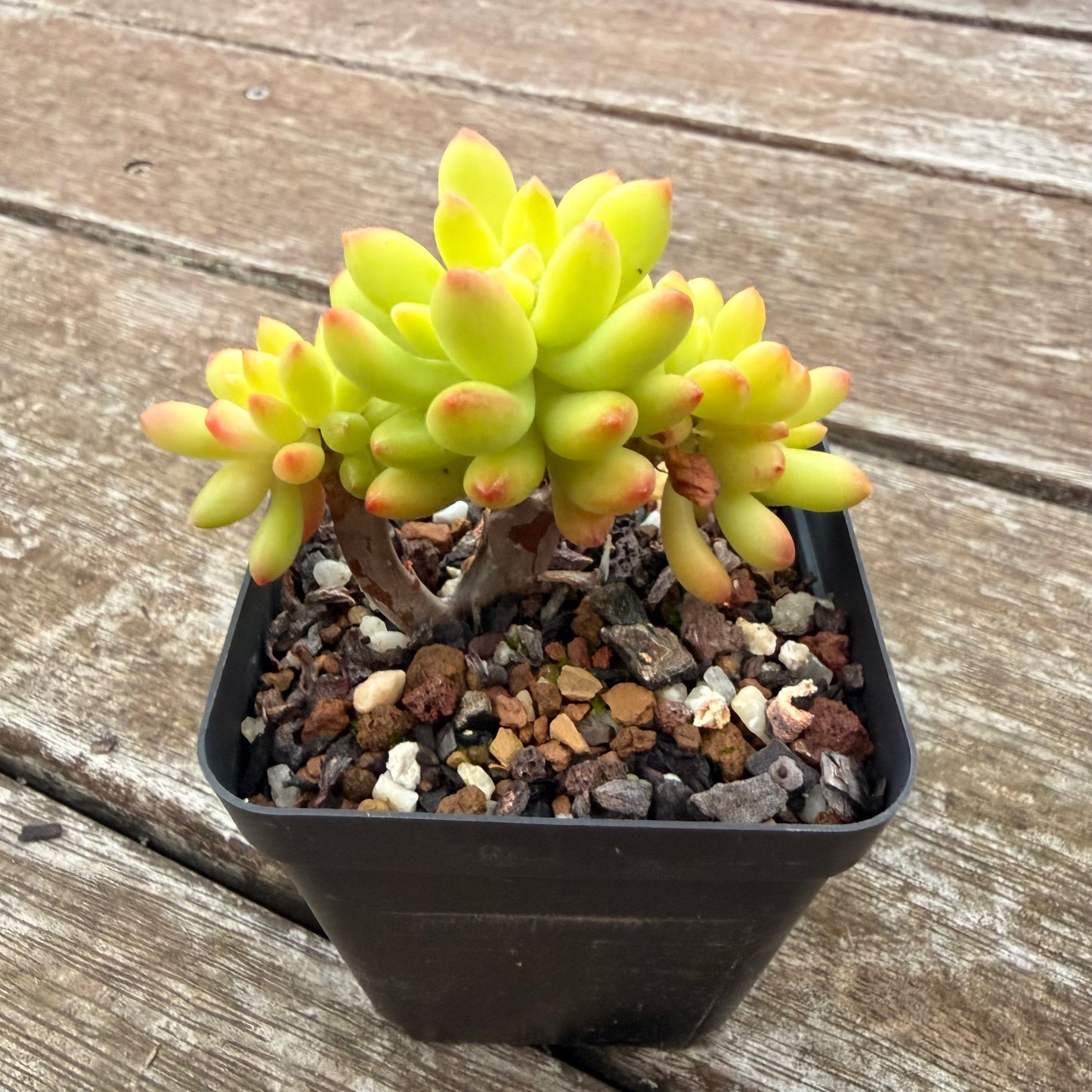 2605 Sedum Corynephyllum Crested