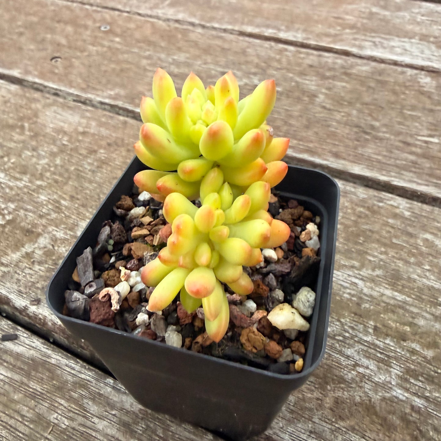 2605 Sedum Corynephyllum Crested