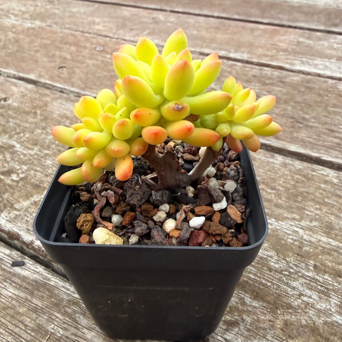 2605 Sedum Corynephyllum Crested