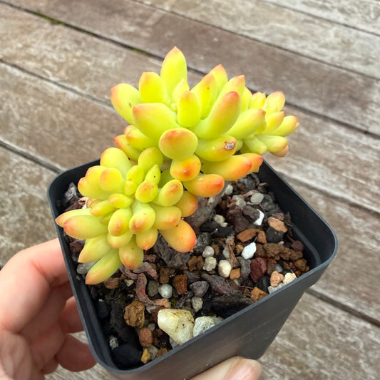 2605 Sedum Corynephyllum Crested