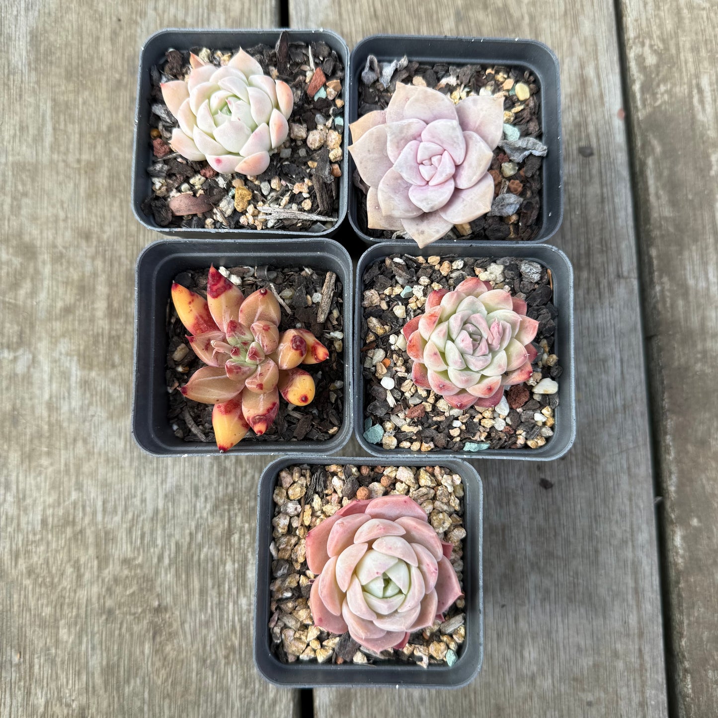 000 Succulent Value Pack [A6]