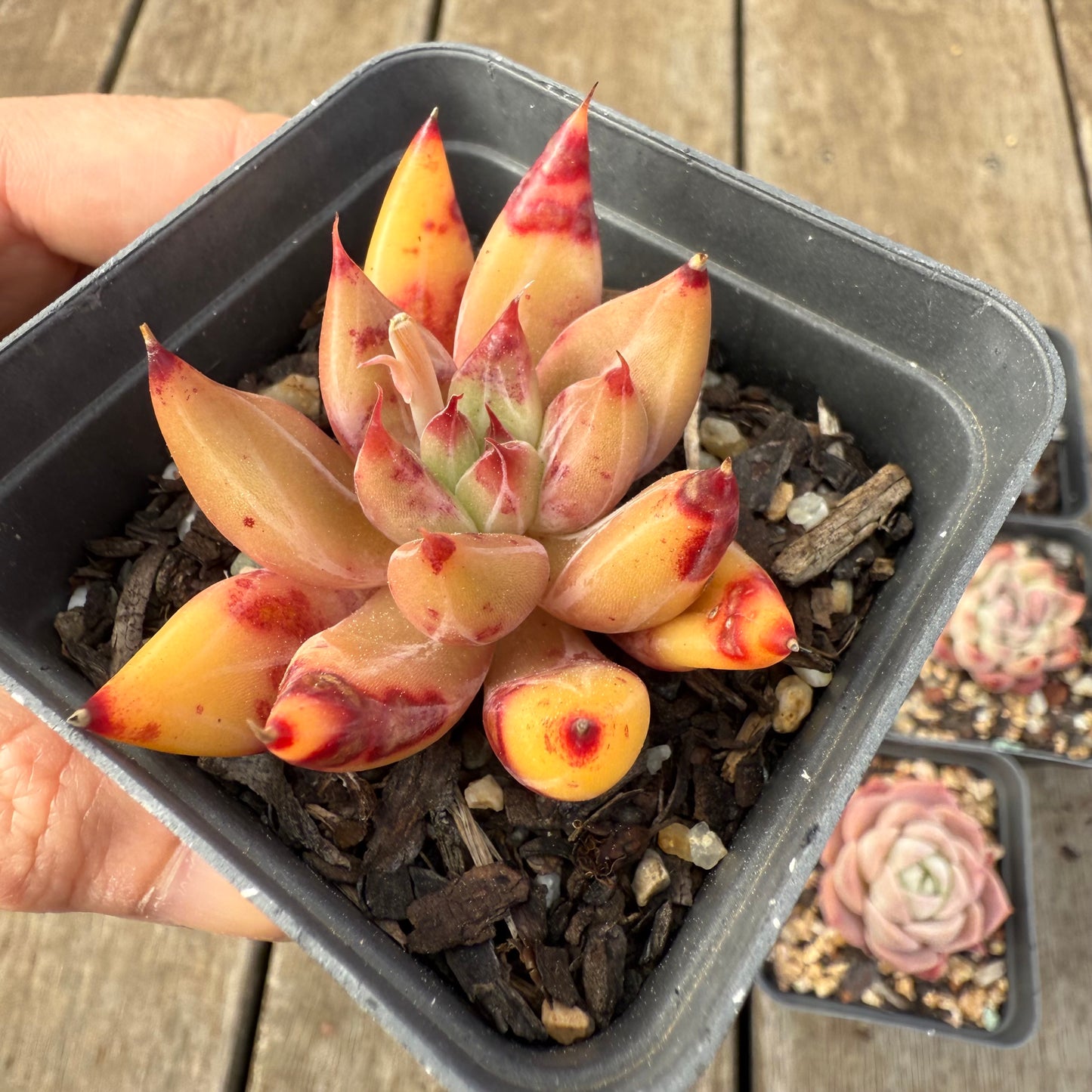000 Succulent Value Pack [A6]