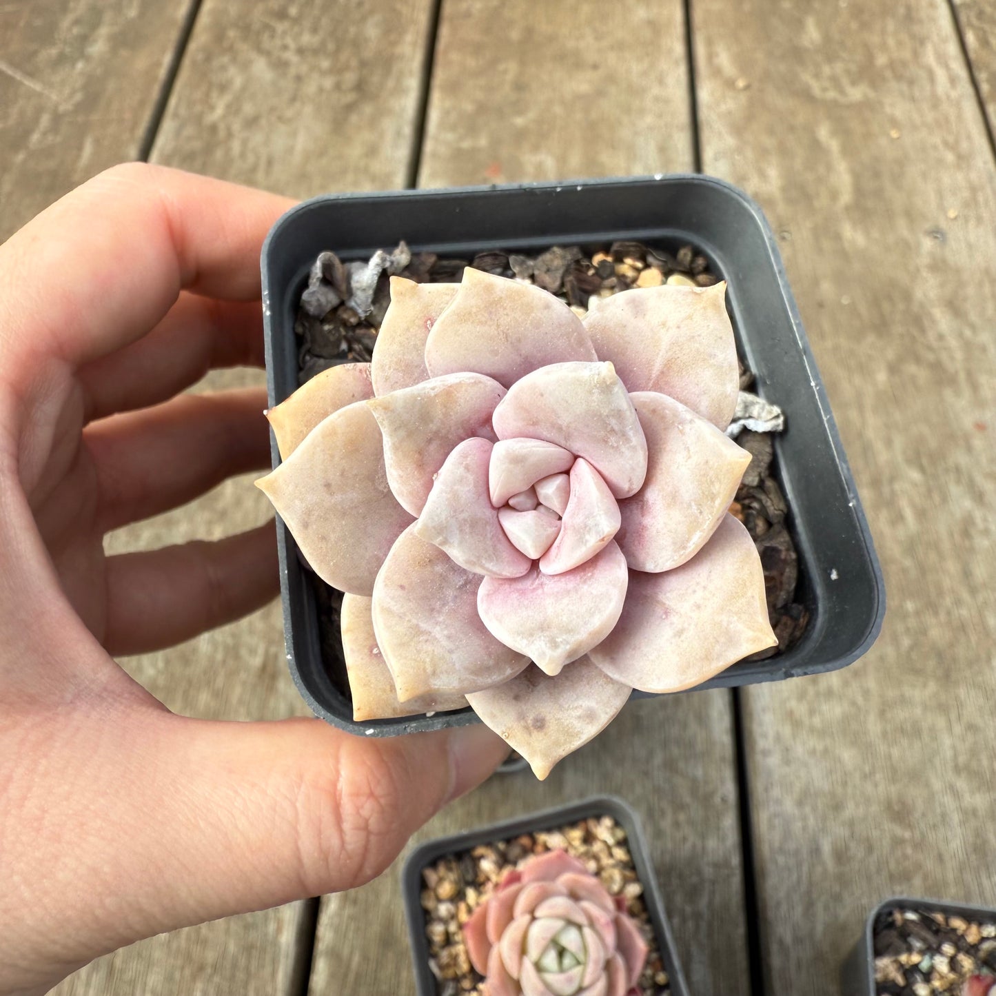 000 Succulent Value Pack [A6]