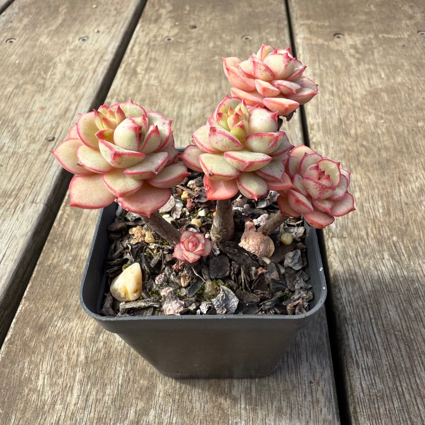 2608 Echeveria Deren Oliver