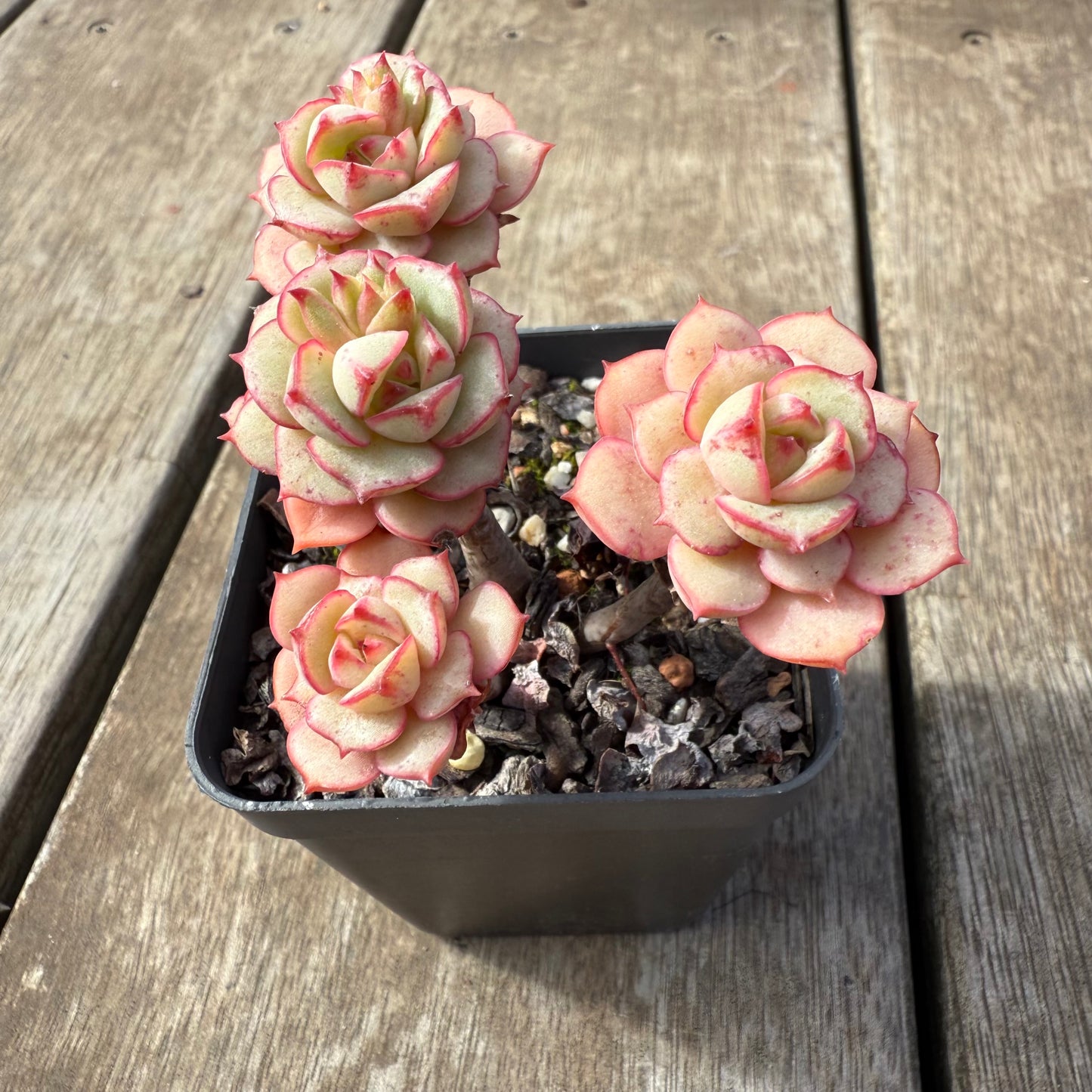 2608 Echeveria Deren Oliver