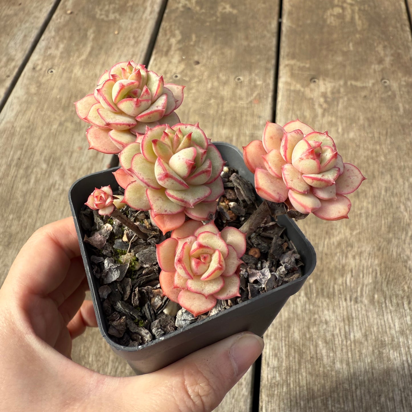 2608 Echeveria Deren Oliver