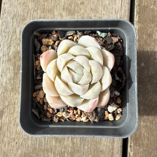 2608 Echeveria elegans 'Alba' (korean form)