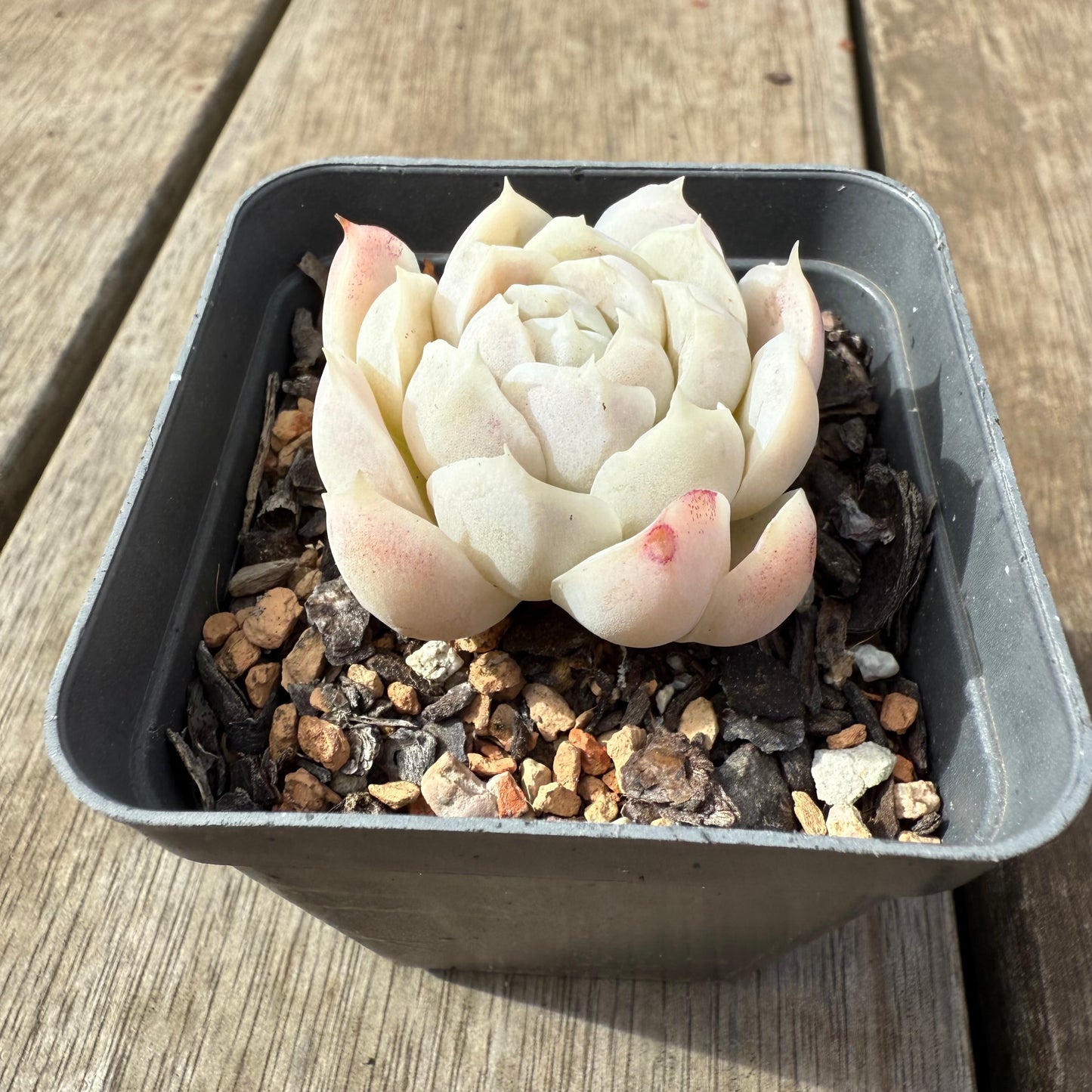2608 Echeveria elegans 'Alba' (korean form)