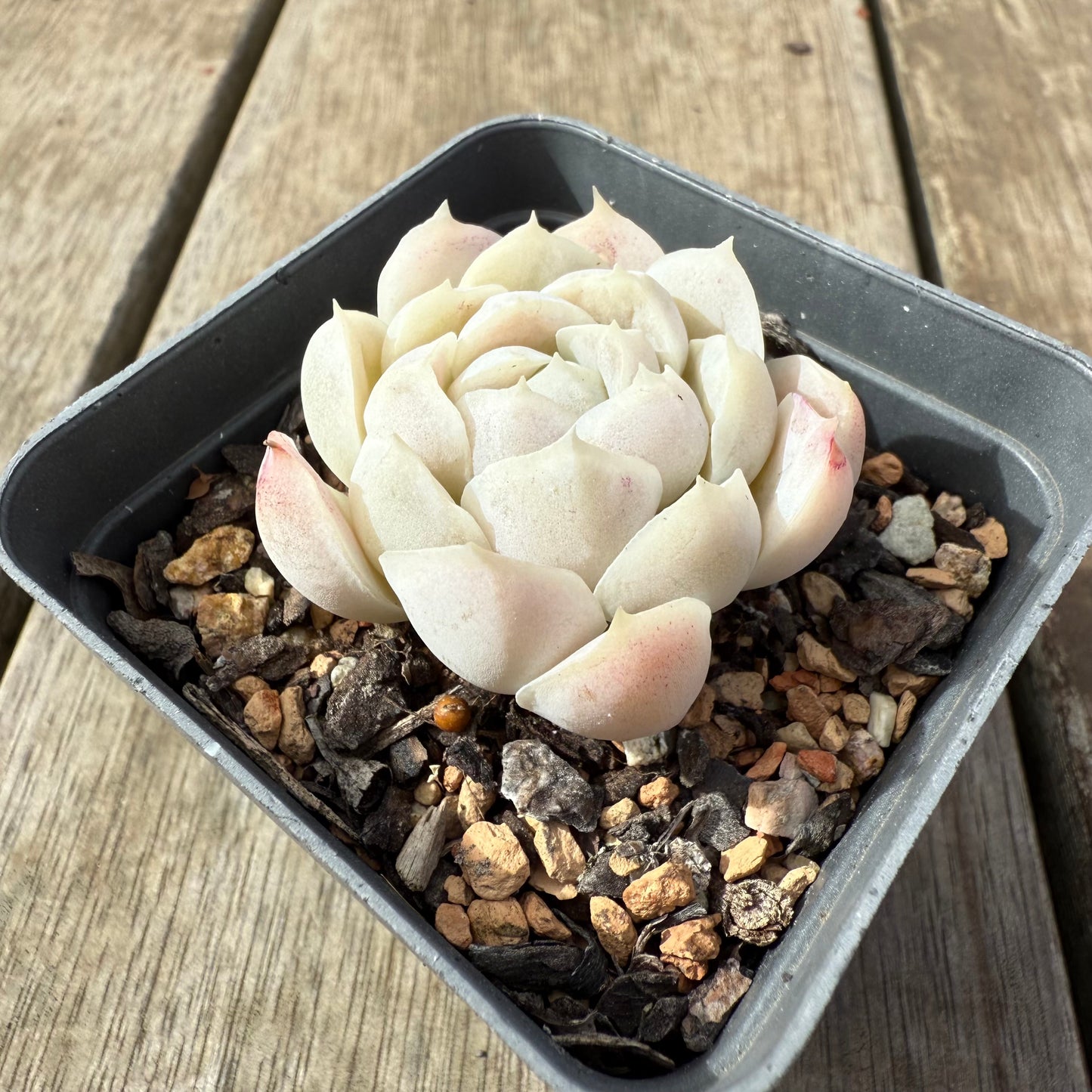 2608 Echeveria elegans 'Alba' (korean form)