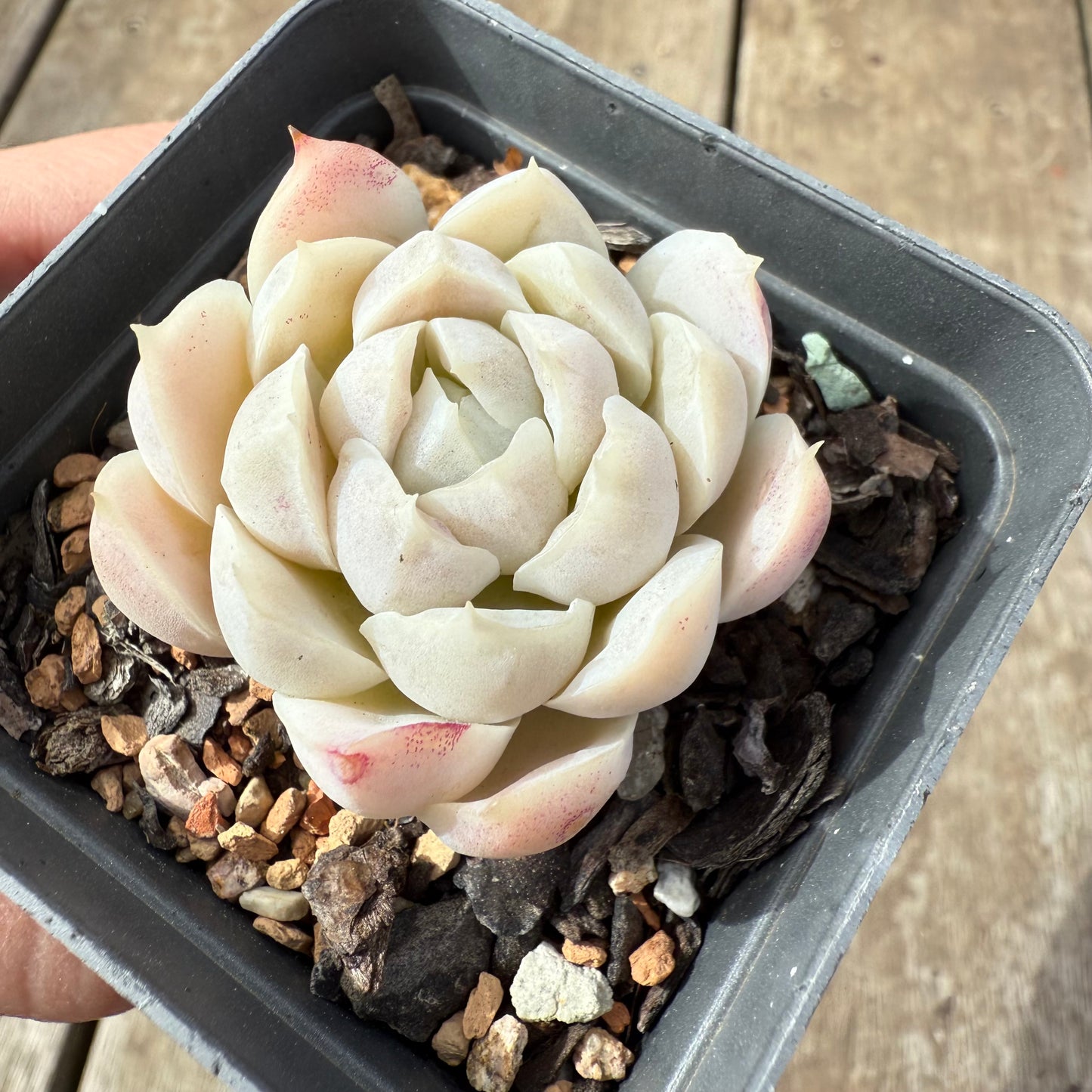 2608 Echeveria elegans 'Alba' (korean form)