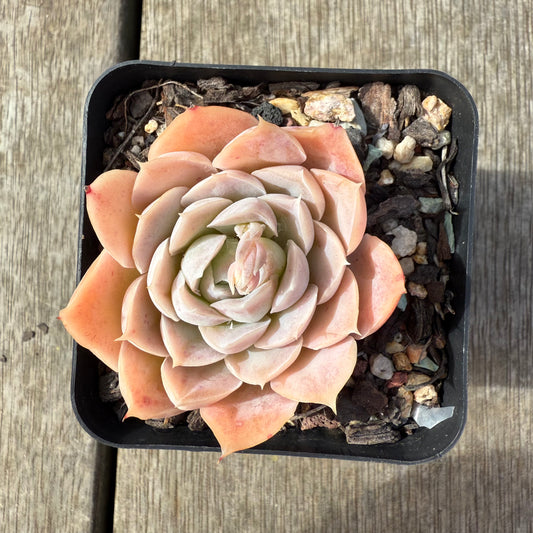 2608 Echeveria Elegans 'Cream Rose'