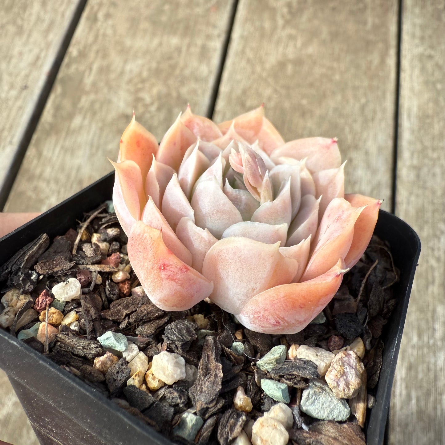 2608 Echeveria Elegans 'Cream Rose'