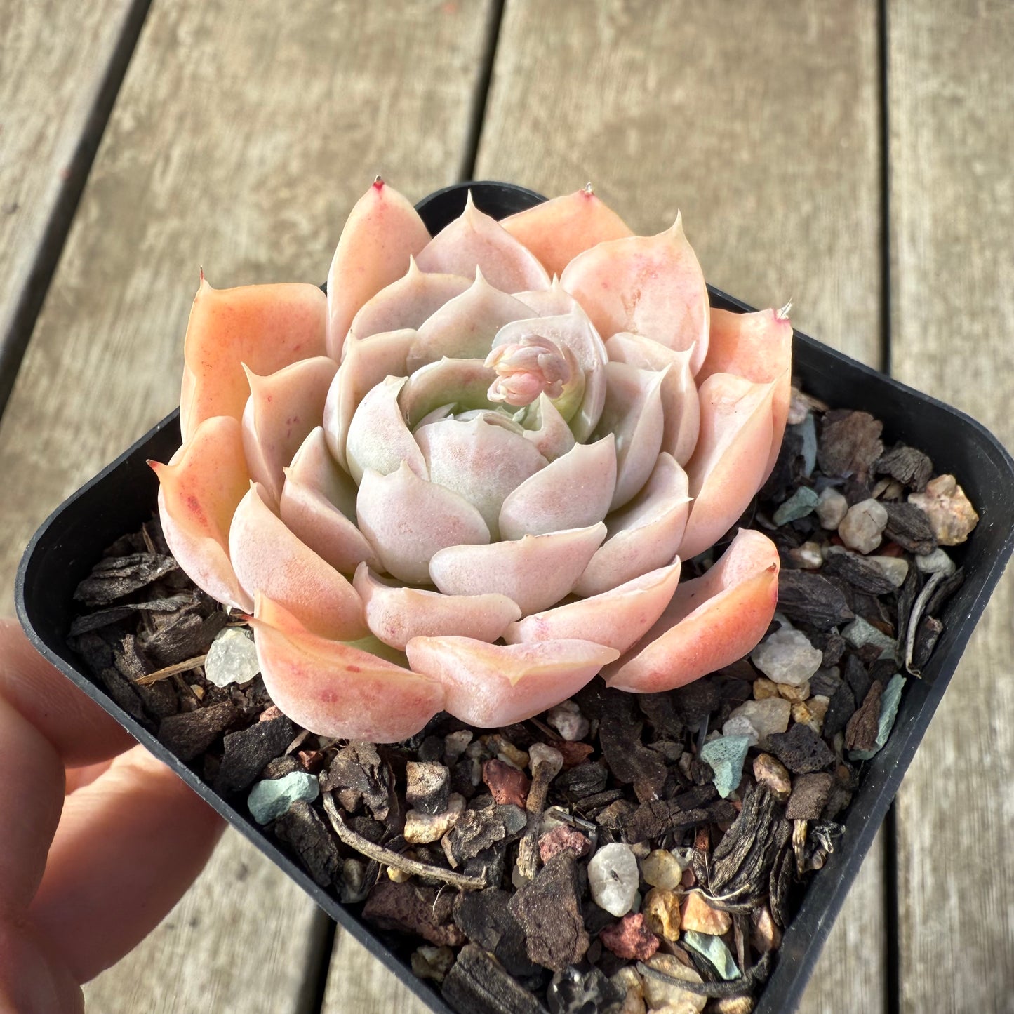 2608 Echeveria Elegans 'Cream Rose'