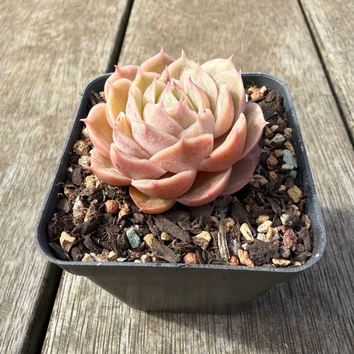 2608 Echeveria Onslow