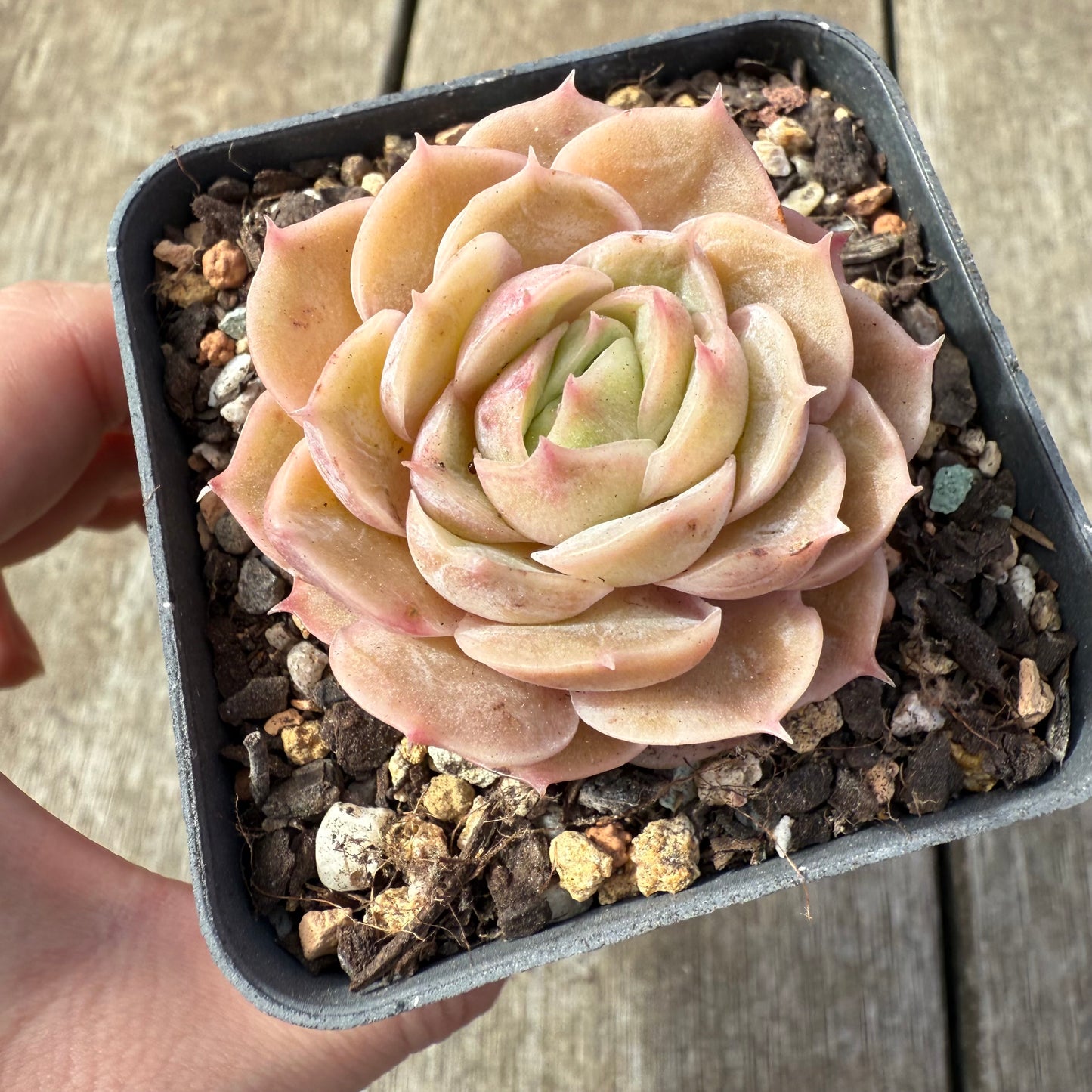 2608 Echeveria Onslow