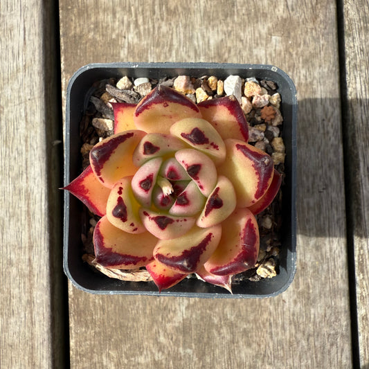 2608 Echeveria Red Ebony