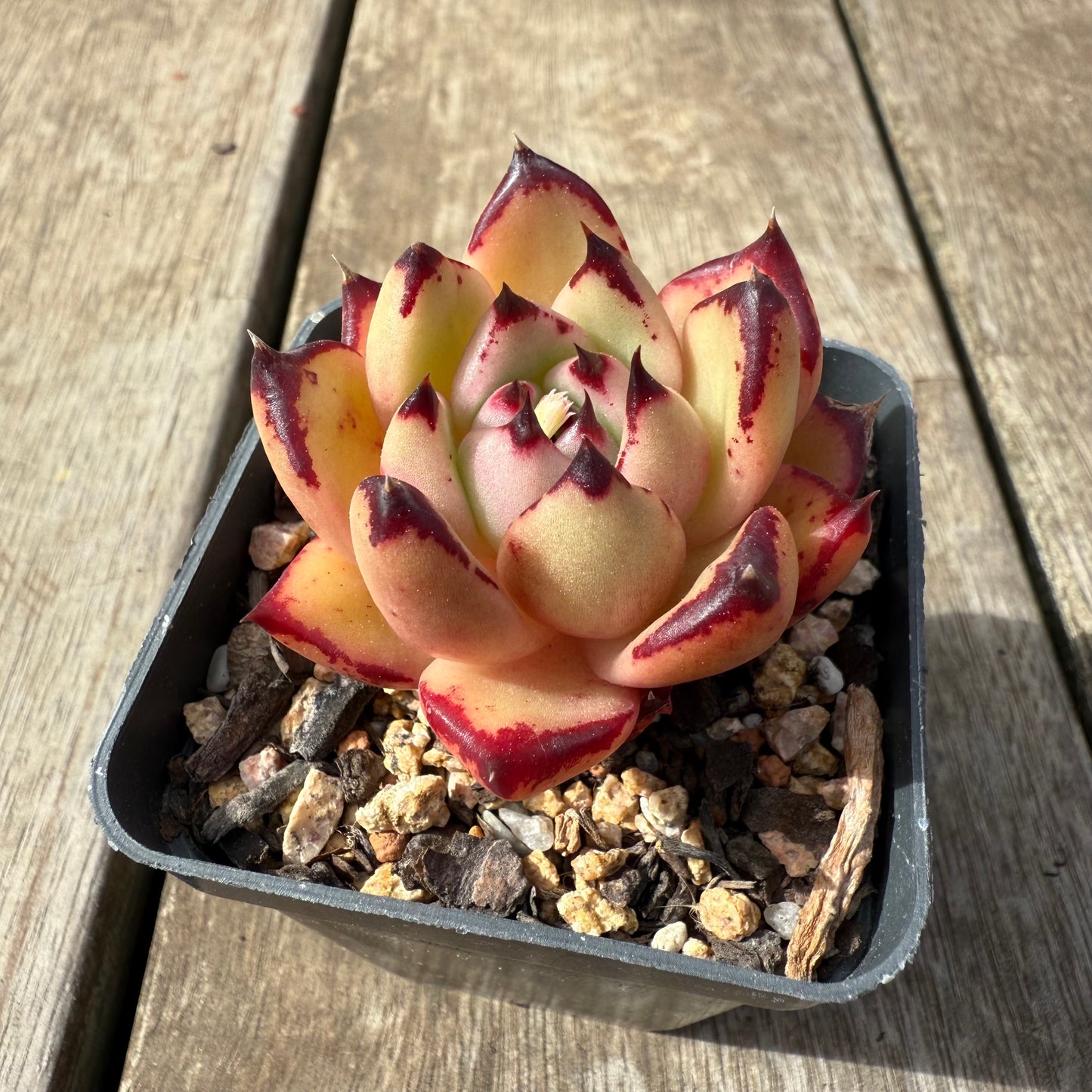 2608 Echeveria Red Ebony