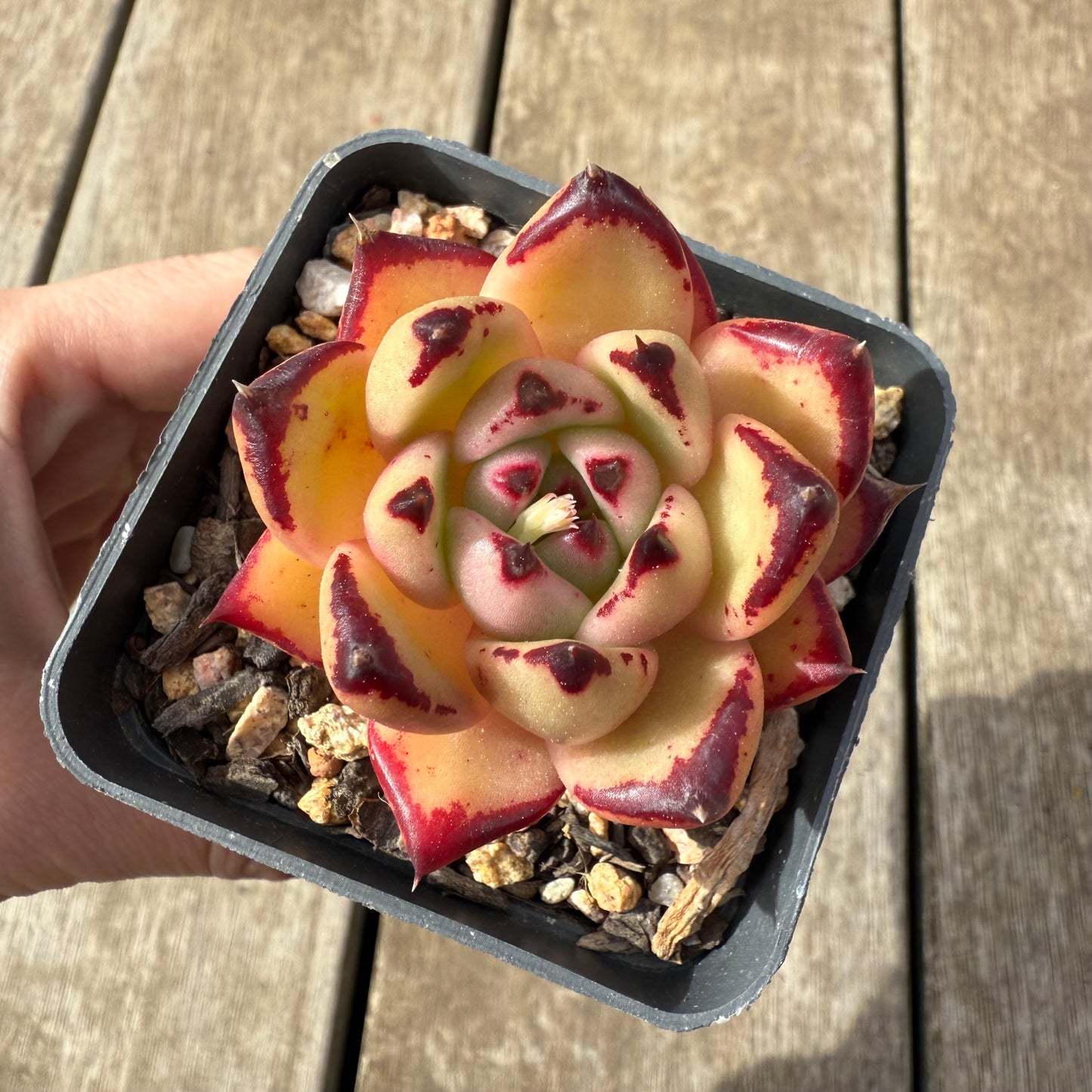2608 Echeveria Red Ebony