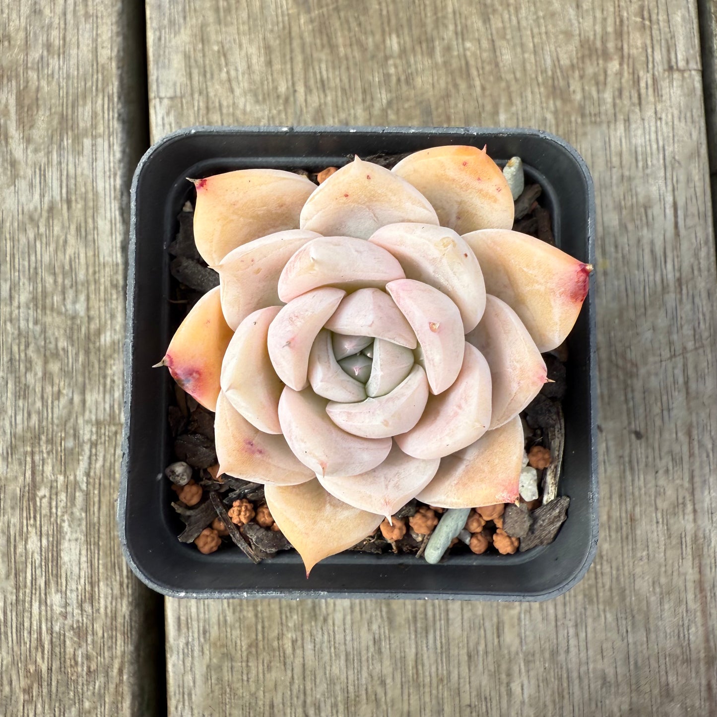 2608 Echeveria 'Olaf'