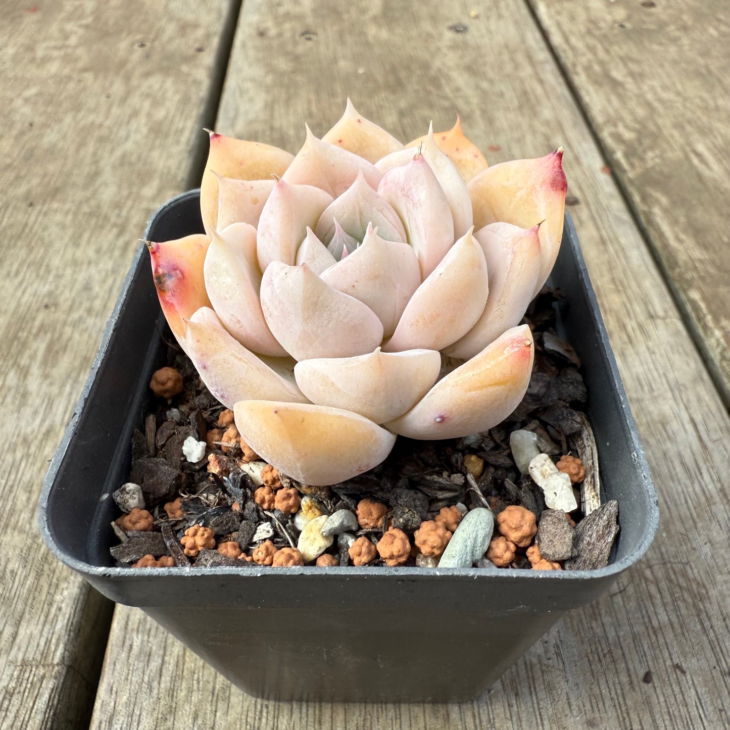 2608 Echeveria 'Olaf'