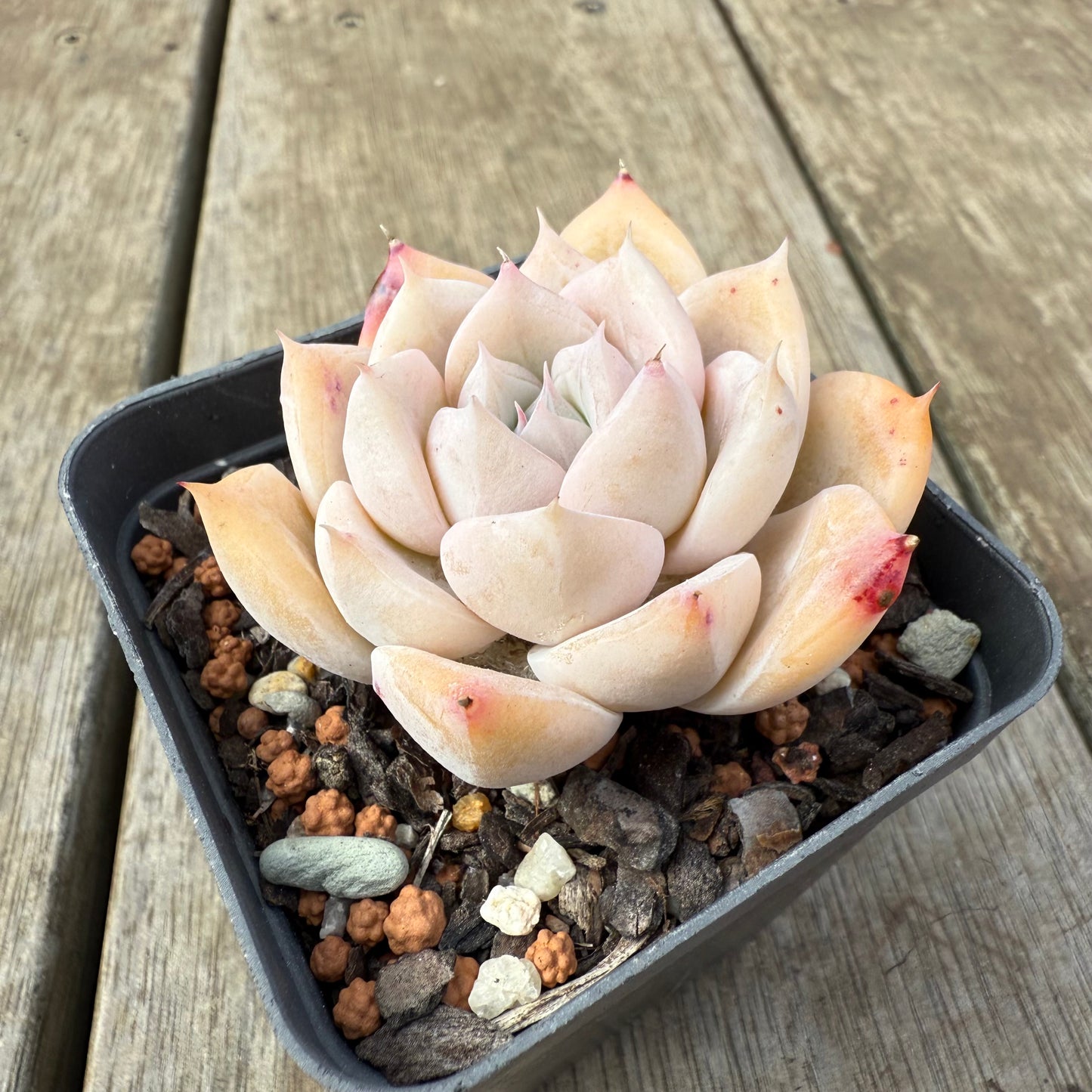 2608 Echeveria 'Olaf'