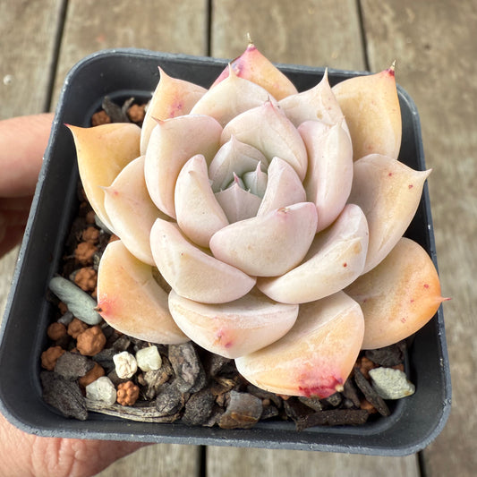 2608 Echeveria 'Olaf'