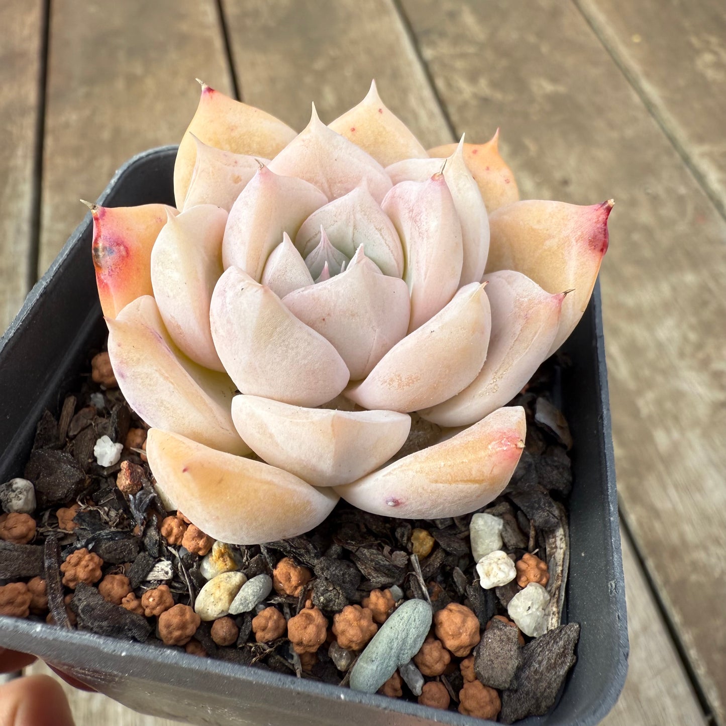 2608 Echeveria 'Olaf'