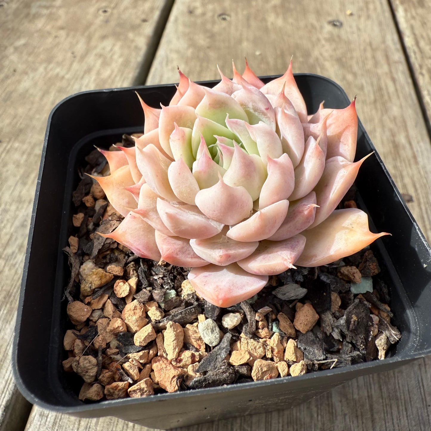 2608 Echeveria 'Pinklash'