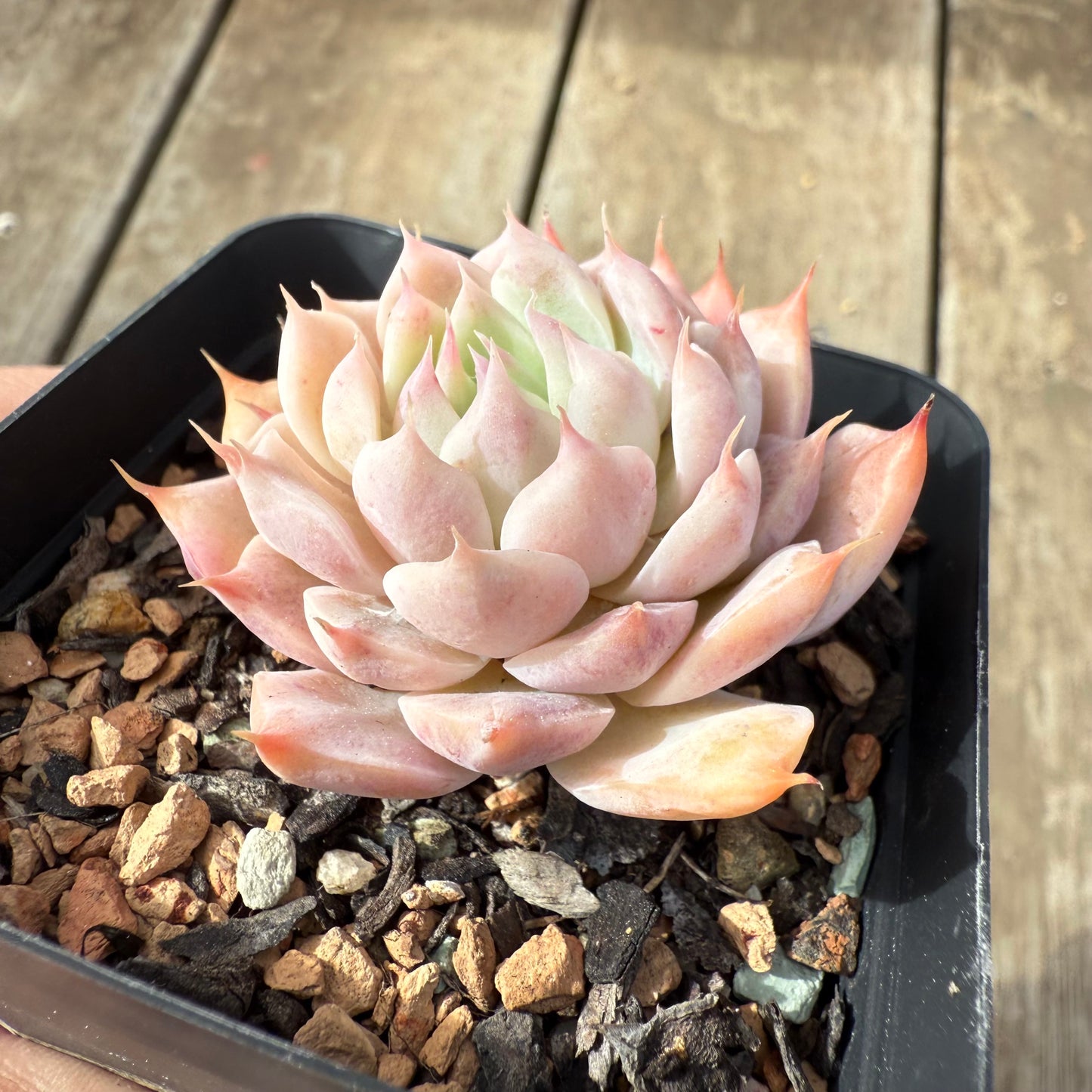 2608 Echeveria 'Pinklash'