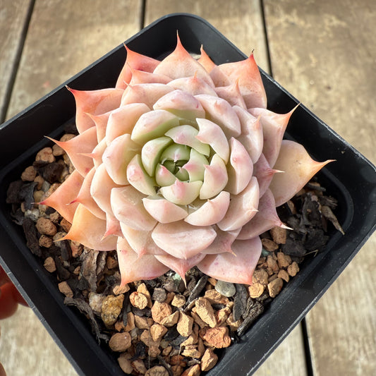 2608 Echeveria 'Pinklash'