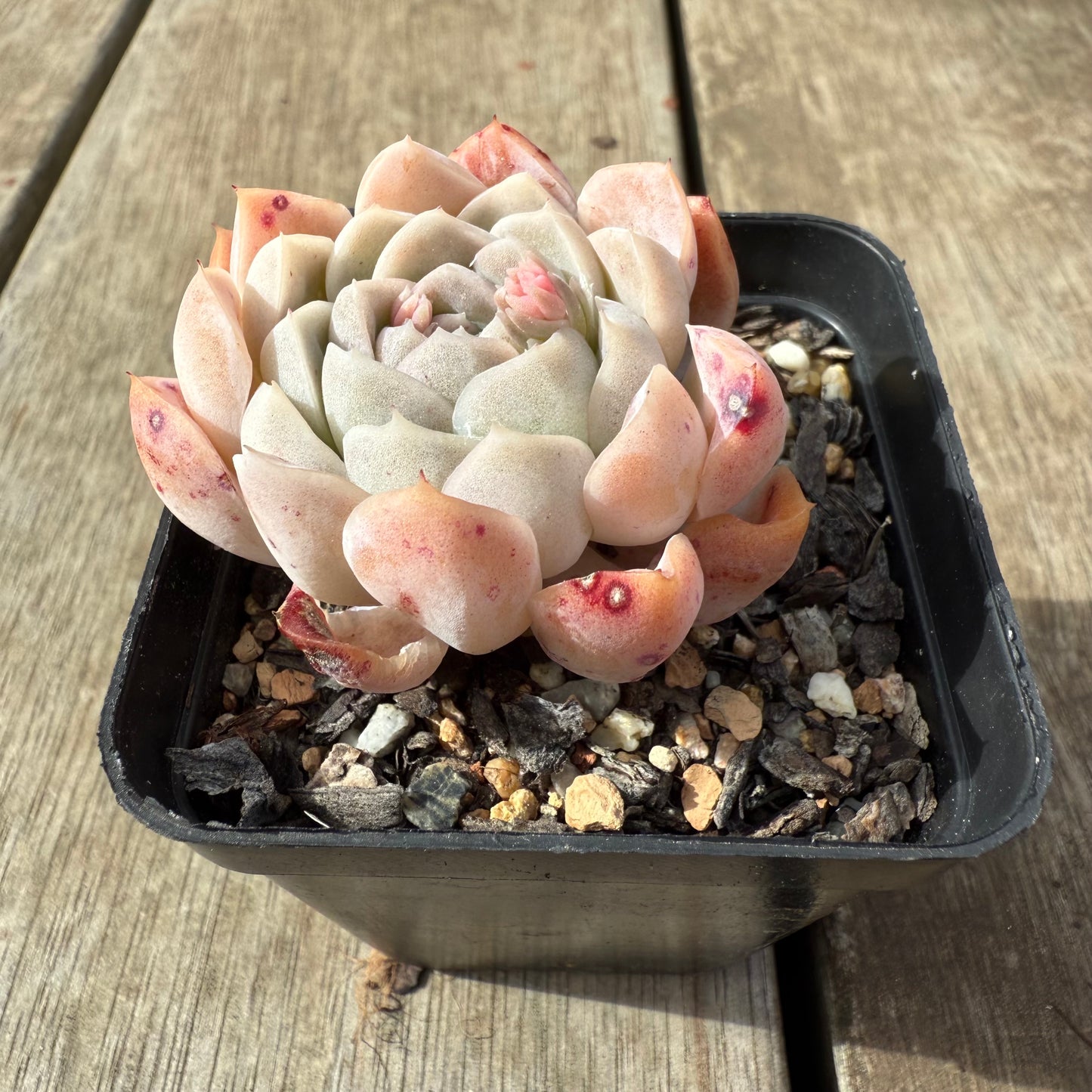 2608 Echeveria 'Princess Ariel'