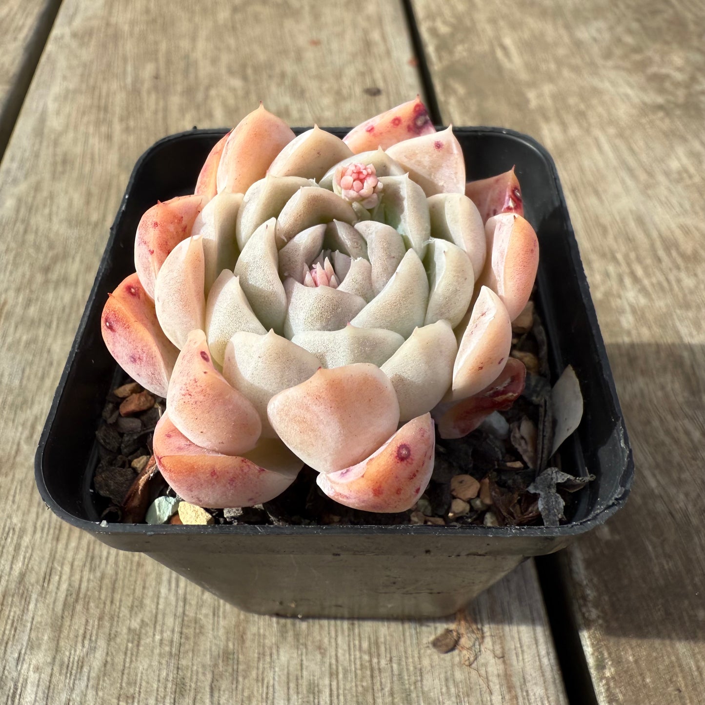 2608 Echeveria 'Princess Ariel'
