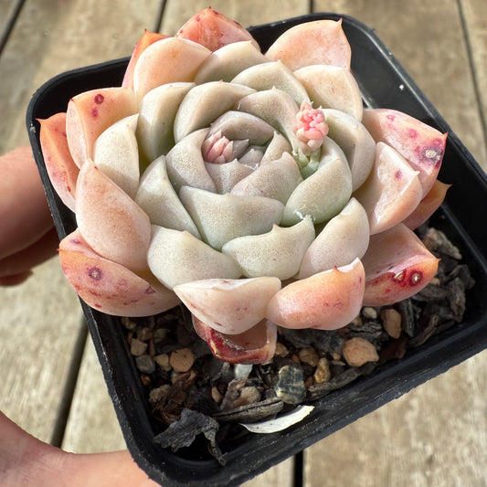 2608 Echeveria 'Princess Ariel'