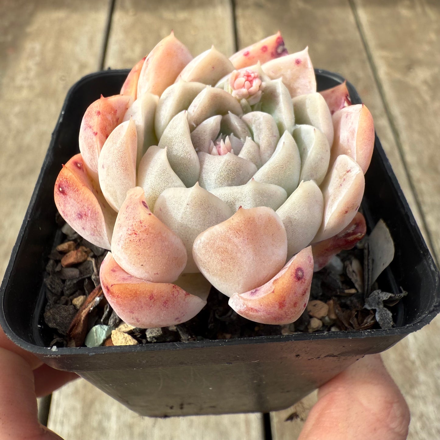 2608 Echeveria 'Princess Ariel'