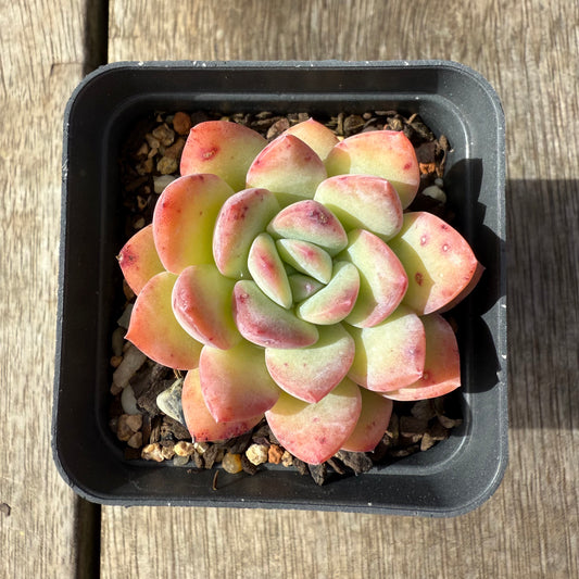 2608 Echeveria 'Sensation'