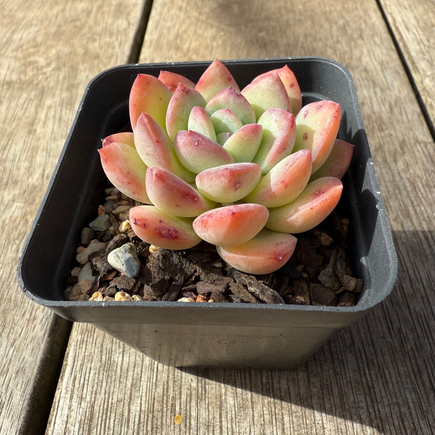 2608 Echeveria 'Sensation'