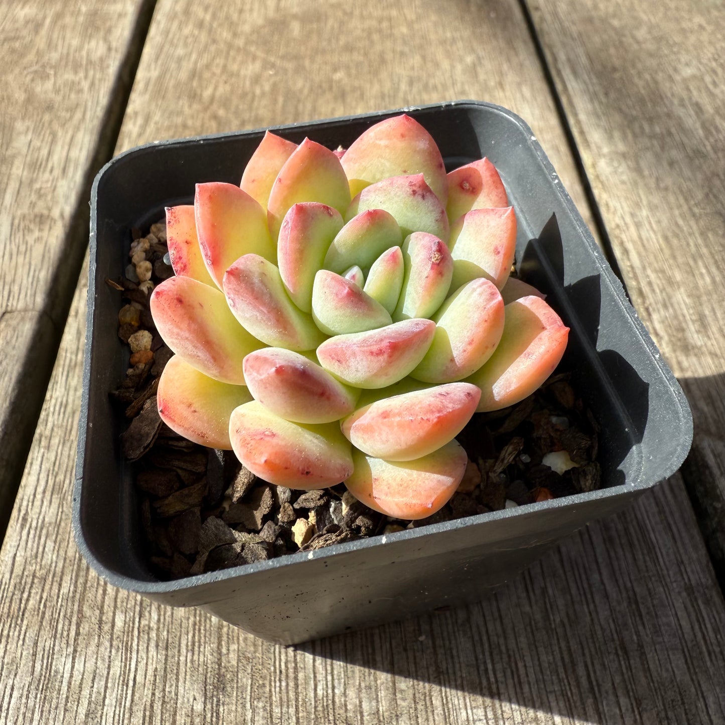 2608 Echeveria 'Sensation'