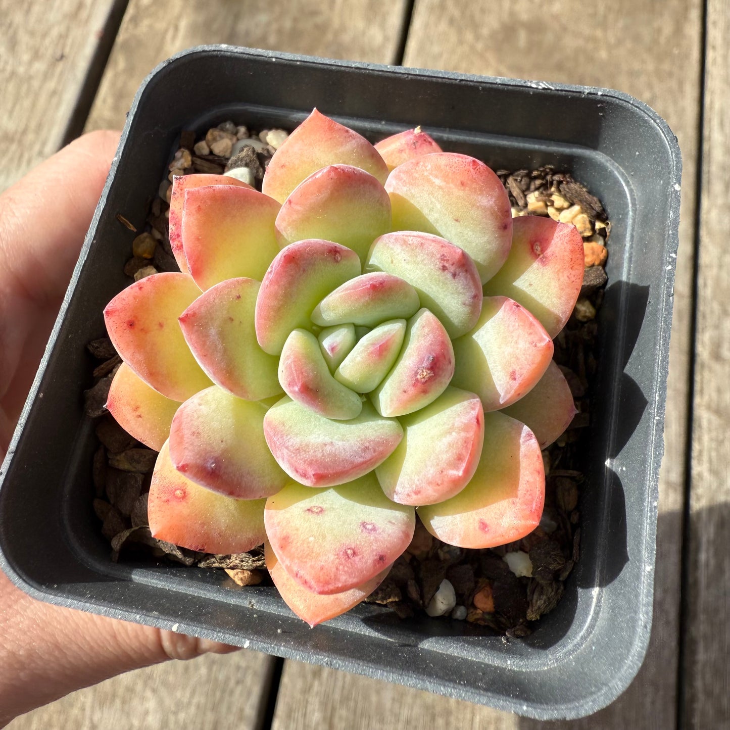 2608 Echeveria 'Sensation'