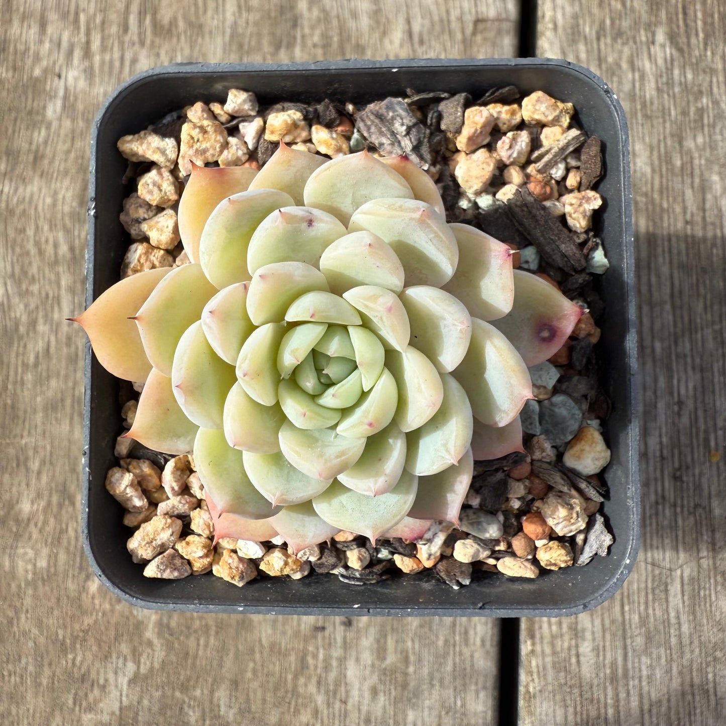 2608 Echeveria 'Solitary'