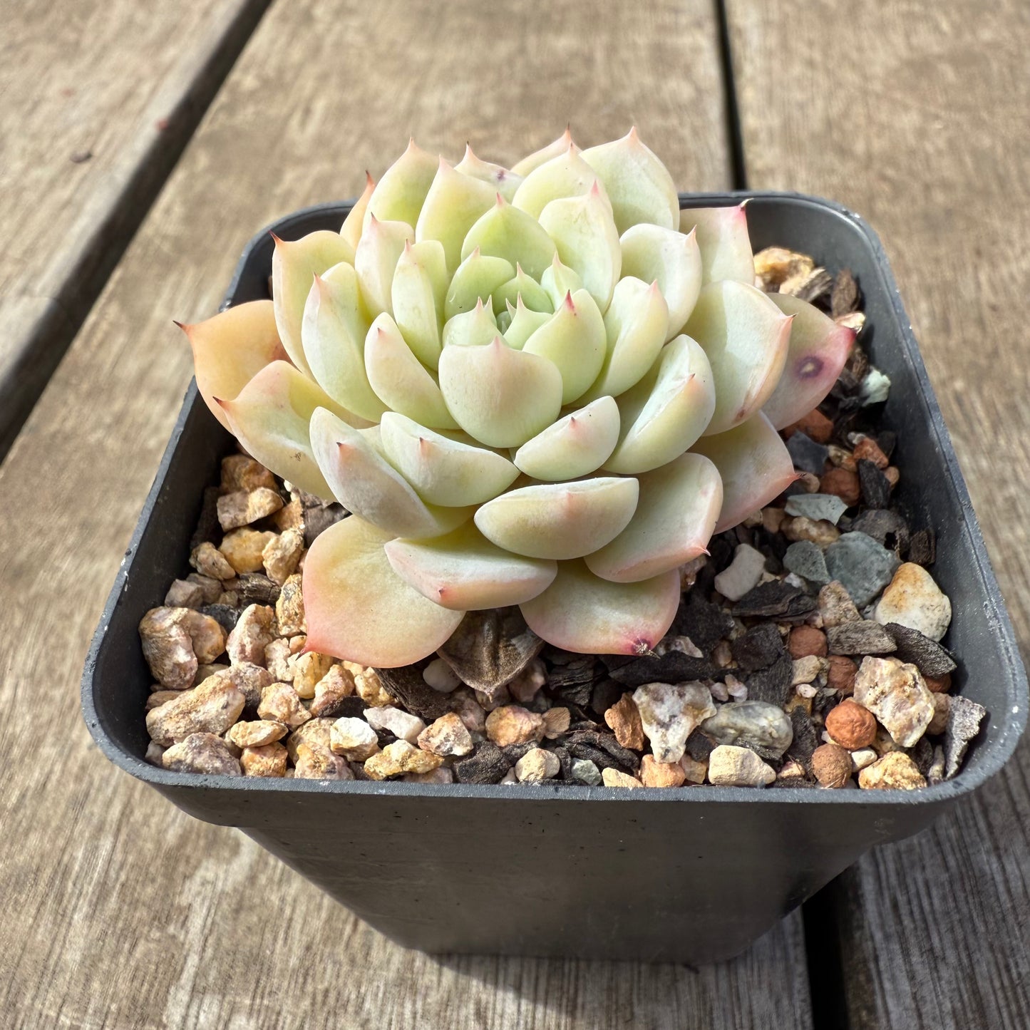 2608 Echeveria 'Solitary'