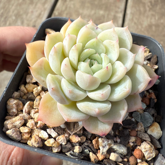 2608 Echeveria 'Solitary'