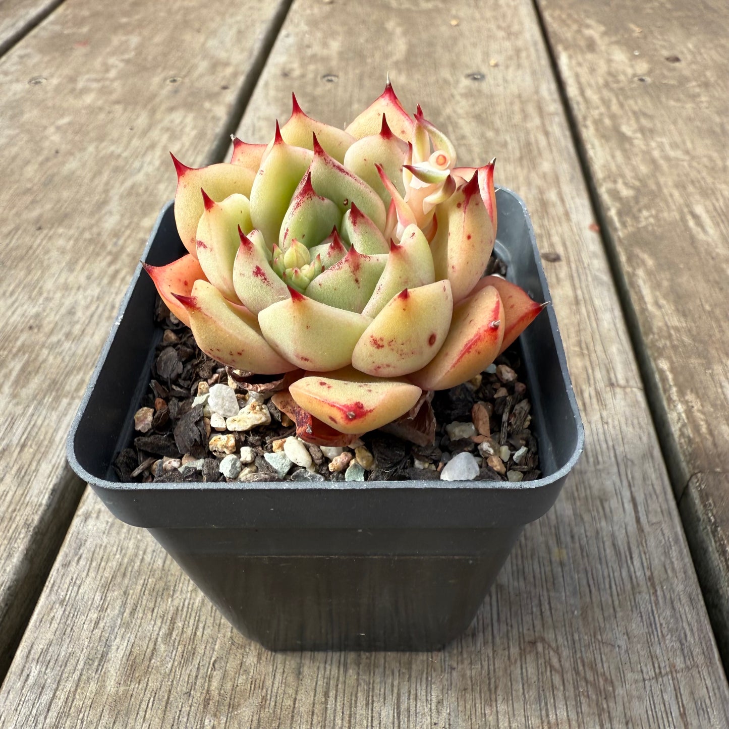 2608 Echeveria 'Thorny Rose'