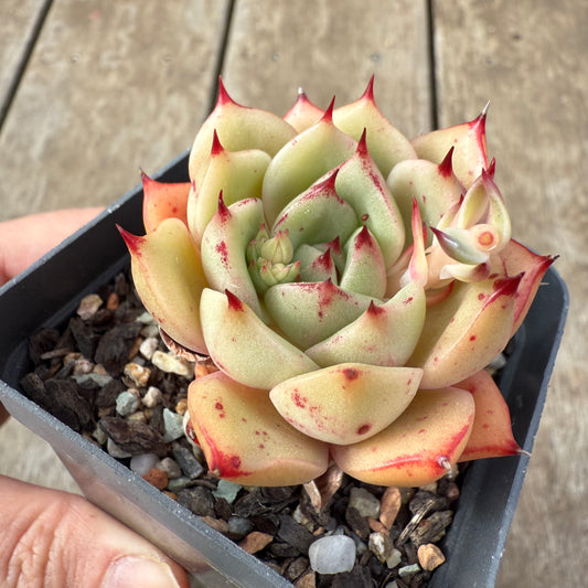 2608 Echeveria 'Thorny Rose'