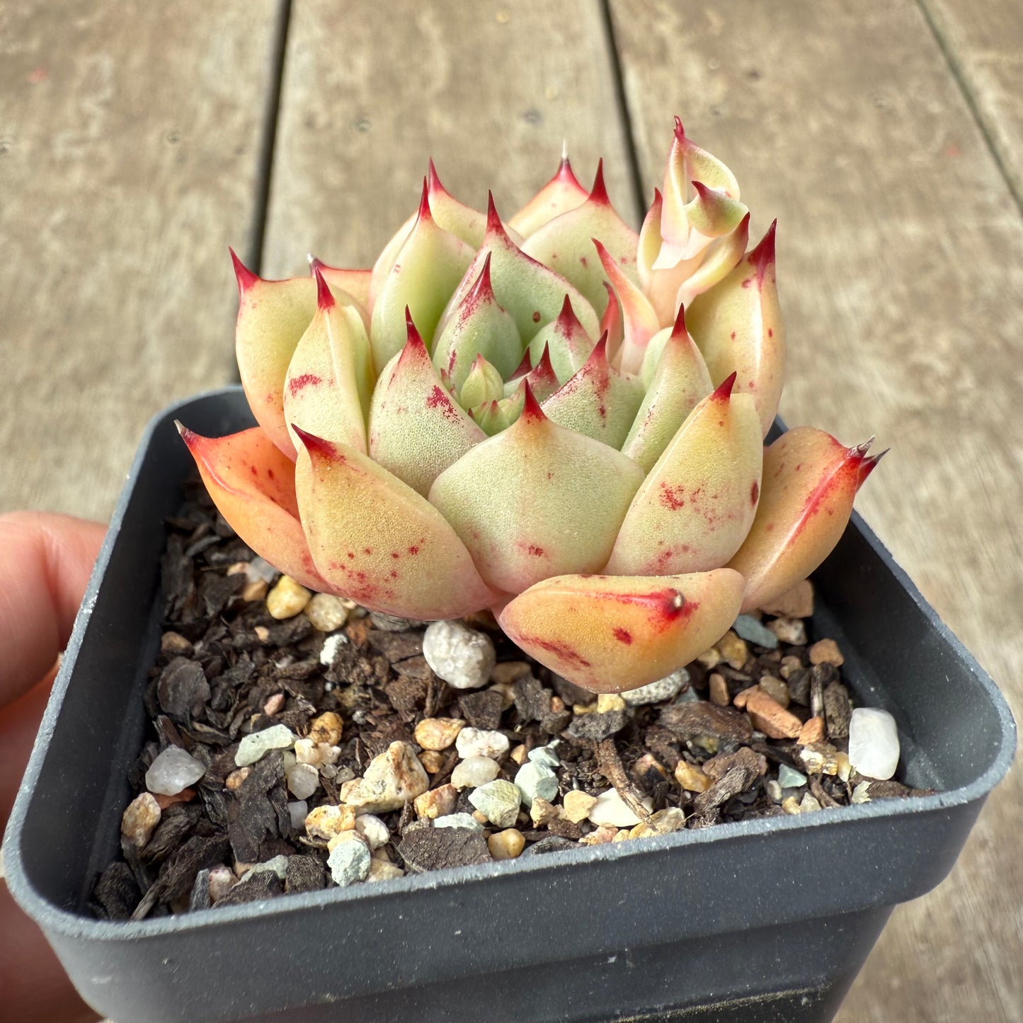 2608 Echeveria 'Thorny Rose'