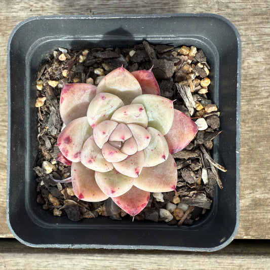 2608 Echeveria 'White King'