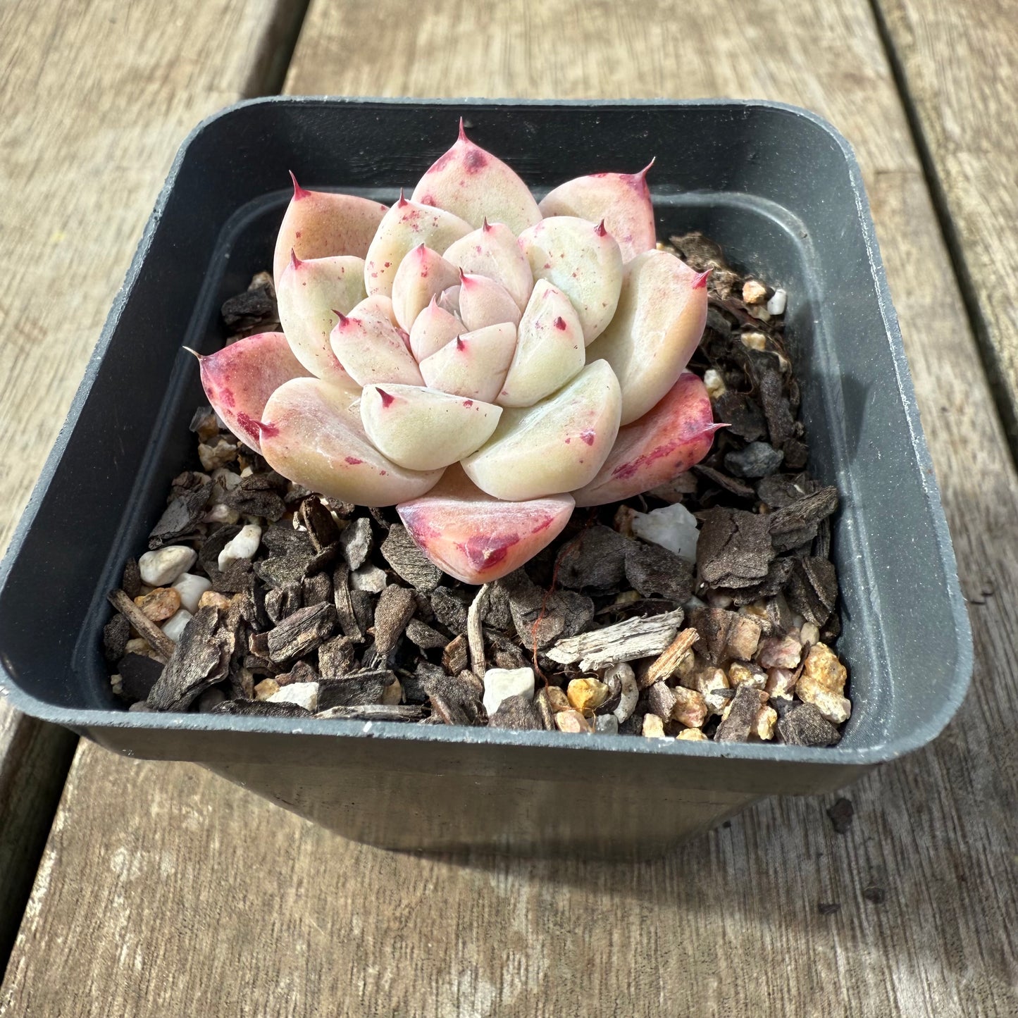 2608 Echeveria 'White King'